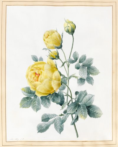 Roses jaunes, 1827 - Louise DOrleans